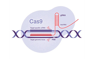 Science:一種開創性的遺傳方法——利用CRISPR-Cas9技術,激活細菌隱藏的藥物潛能