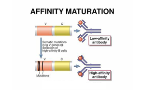 《Nature》讓B細胞“儲存”成功突變,打造HIV等高效抗體疫苗