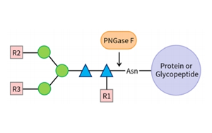 PNGase F——精準N糖分析工具，助力糖生物學研究